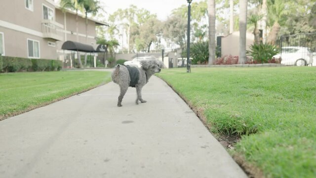 3-legged gray toy poodle takes a walk. 