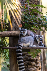 Obraz premium lemur sitting on tree