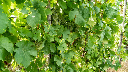 Fototapeta premium Vineyard on moselle