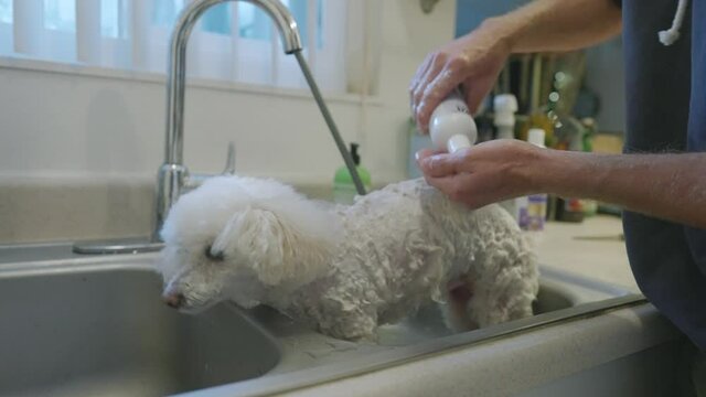 Toy poodle takes a bath in the kitchen sink