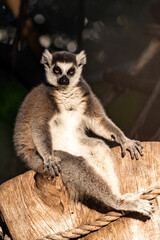 ring lemur catta