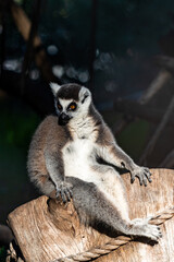 lemur on a tree
