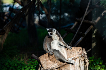 lemur on a tree