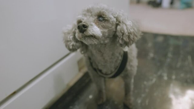 Gray toy poodle waits for scraps of food. 