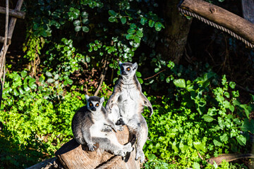 lemur on tree