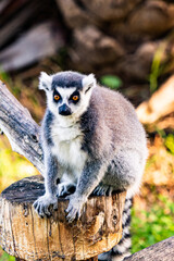ring lemur catta
