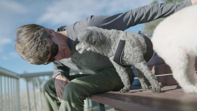 3-legged gray toy poodle bonds with his owner.