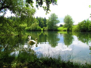 Crnava lake near Preddvor in Gorenjska region of Slovenia with swans