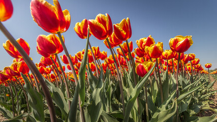 Obraz premium blooming tulips in the Dutch tulip fields in spring 