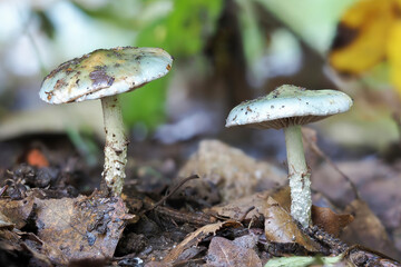 Fototapeta premium The Blue Roundhead (Stropharia caerulea) is an edible mushroom