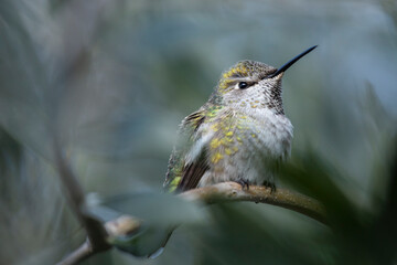 Broad-tailed hummingbird