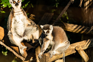 ring lemur