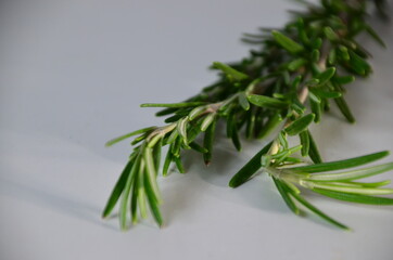 Fresh Rosemary Herb Set for cooking and medicine isolated over a white background