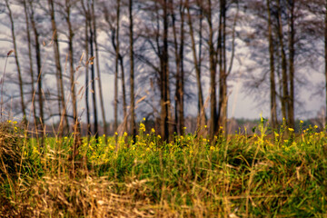 Przystań Waniewo, Narwiański Park Narodowy, Podlasie, Polska © podlaski49