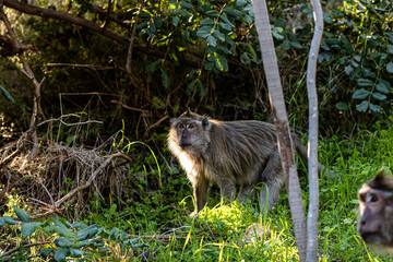 portrait of a macaque