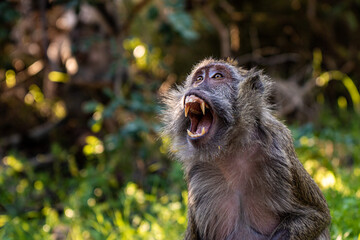 black faced spider monkey