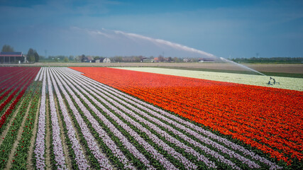 blooming tulips in the Dutch tulip fields in spring 