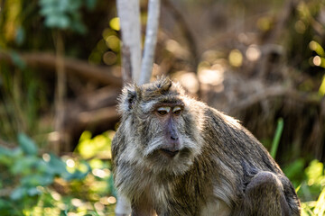 a baboon