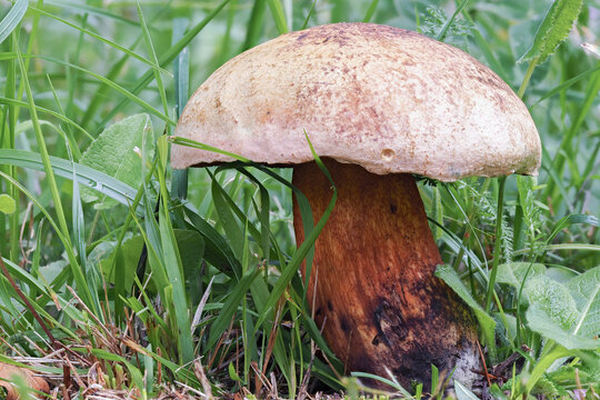 The Lurid Bolete (Suillellus luridus) is an edible mushroom