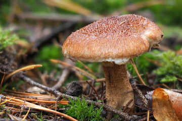 The Hollow Bolete (Suillus cavipes) is an edible mushroom