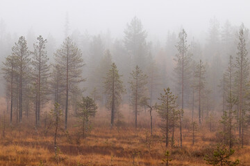 An early misty morning in a bog in Northern Finland. 