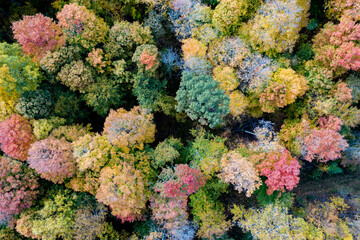 autumn leaves from above