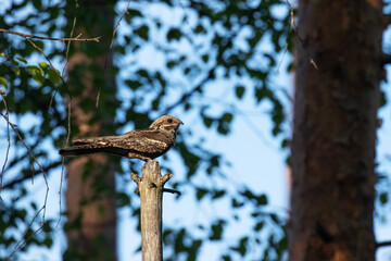 Calm European nightjar, Caprimulgus europaeus perched in a bog forest on a summer evening in Estonia. 