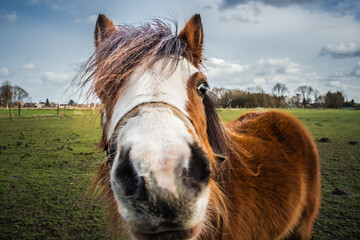 Fototapeta premium funny horse, close-up, poney in a meadow