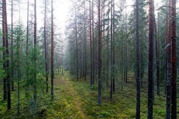 An old pine grove with tall tree trunks on a misty summer evening in Estonia. 