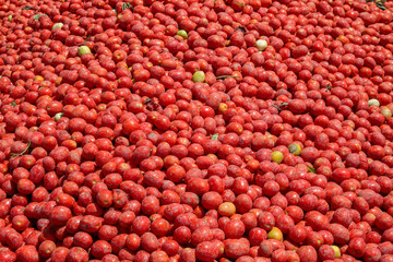 Tomatoes background. Group of fresh harvested tomatoes.