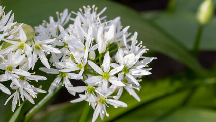 White fragrant  small flowers of wild garlic (Allium ursinum) or ramsons or bear's garlic. Healthy, vitamin-rich food. Entered in the red book of the Baltic region - protected plant. Selective focus