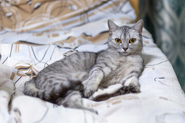 Portrait of a large British Shorthair gray striped cat. At home lying on a blanket