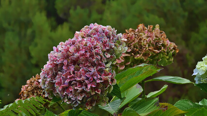 Beautiful view of blooming hortensia flower (hydrangea) with colorful white and pink blossom and...