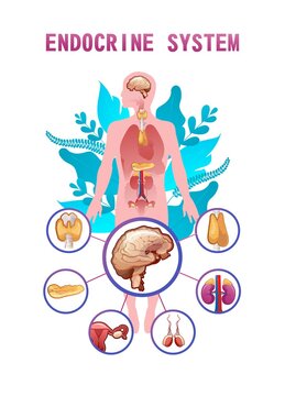 human endocrine system vector illustration
