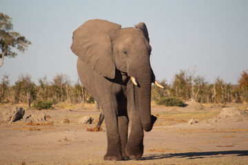 African elephant walking to camera