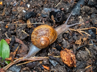 Brown snail walking on a wet ground