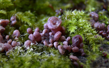 Ascocoryne sarcoides - grzyb galaretnica mięsista - Trójmiejski Park Krajobrazowy - listopad						
