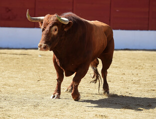 spanish bull with big horns on the bullring in a traditional spectacle of bullfight