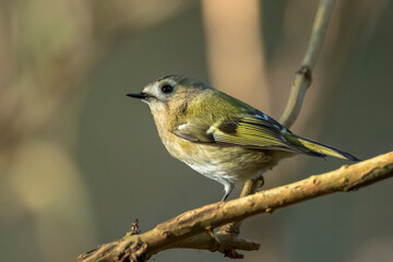 Goldcrest bird, Regulus regulus, foraging through branches of trees and bush