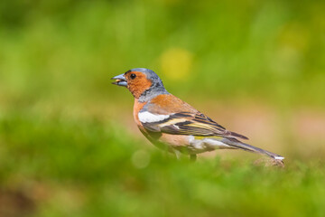 Closeup of a male chaffinch, Fringilla coelebs, perched in a green meadow