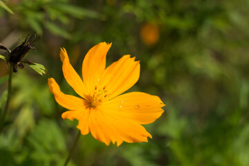 Kenikir or cosmos flower is blooming