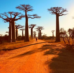 Fototapeta na wymiar Beautiful Avenue of baobab. legendary Avenue of Baobab trees in Morondava. Iconic giant endemic of Madagascar. Unique forest of baobabs in world. Scenic orange red dirt road. Famous Adansonia Grandidi