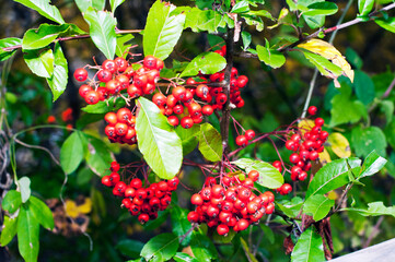 Details of the red fruits of a Pyracantha during winter.