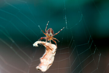 Macro of a small Araneus diadematus checking the prey got caught on its web.