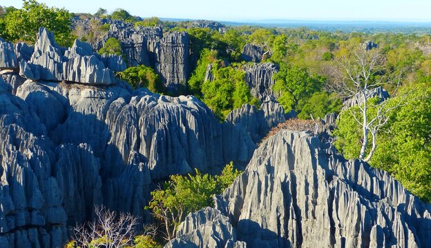 Spectacular Stone Forest natural geology wonder Tsingy de Bemaraha, Madagascar. Stone forest labyrinth. At the heart of park are Great and Little Tsingy&mdash;fantasy landscapes comprised of countless razor