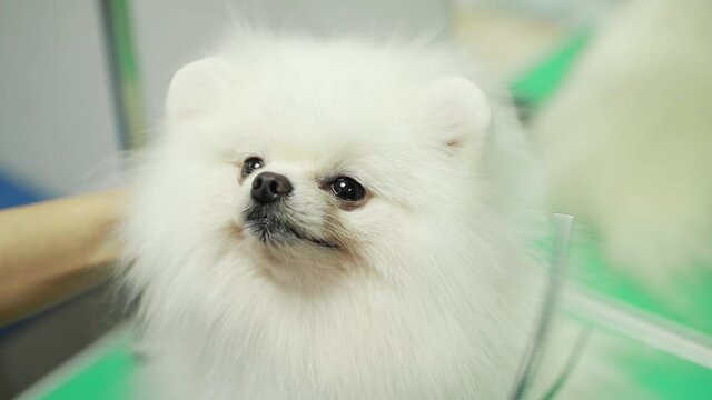 Happy cute white Pomeranian Dog getting groomed at salon. Professional cares for a dog in a specialized salon. Grummer hands with scissors. Selective focus.
