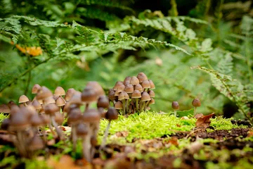 Fototapeten utrechtse heuvelrug, the netherlands, a whole big family of mushrooms, Psilocybe mexicana on some moss. © Karlijn