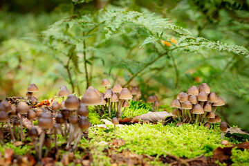 utrechtse heuvelrug, the netherlands, a whole big family of mushrooms, Psilocybe mexicana on some moss.