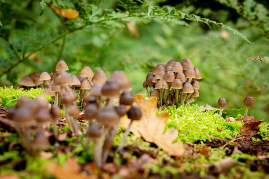utrechtse heuvelrug, the netherlands, a whole big family of mushrooms, Psilocybe mexicana on some moss.