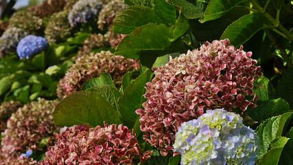 Beautiful view of blooming hortensia flowers (hydrangea) with colorful white, purple and blue blossom between green colored leaves on Madeira island, Portugal. Focus on lilac flower in center-right.
